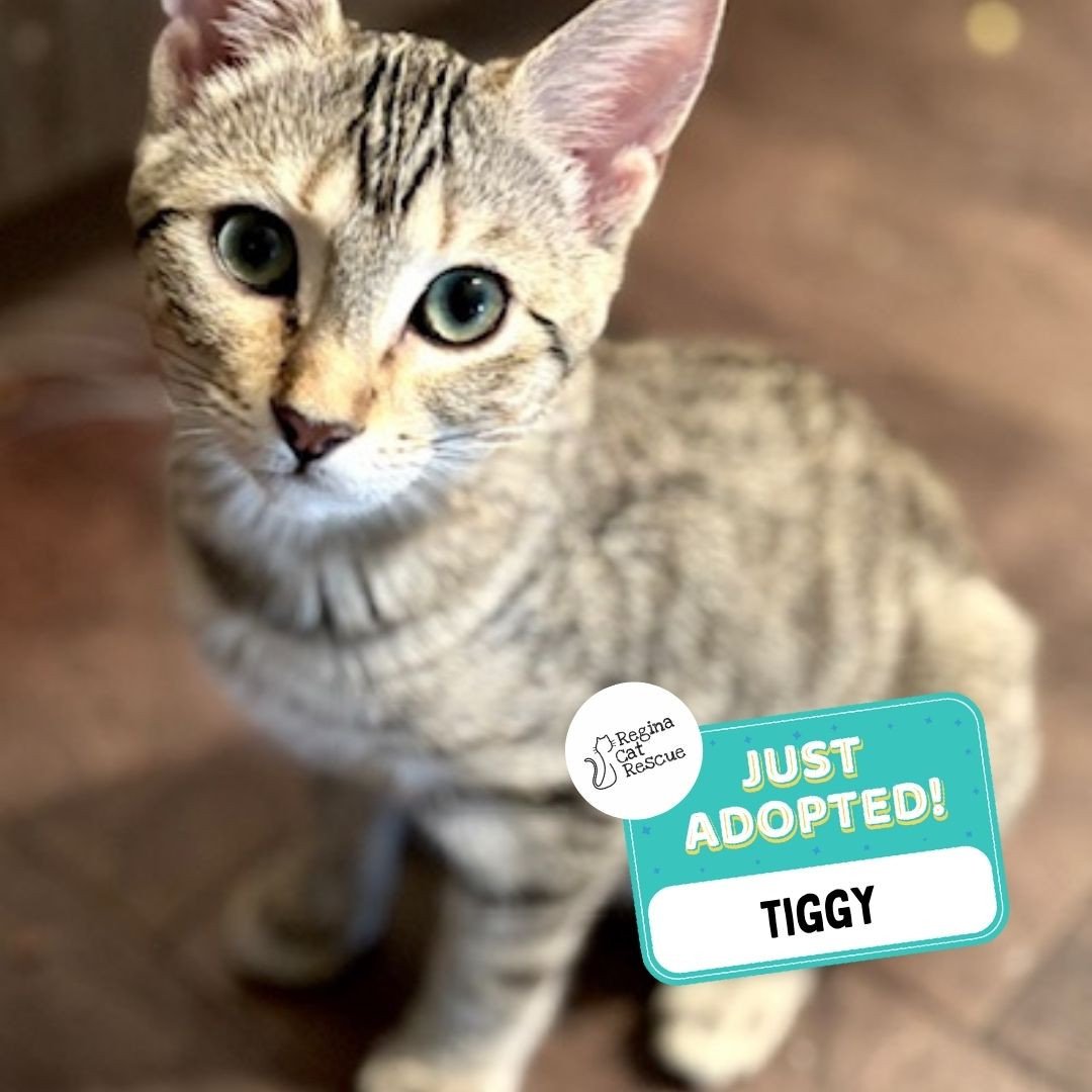 Recent Adoption Update! ✨⁠ ⁠
⁠
We are thrilled to share that 6 cats/kittens more have found their forever homes! 🏡⁠
⁠
💖⁠ 🐾 Thank you to the amazing adopters who opened their hearts and homes to these deserving cats. ⁠
⁠
💕 Every adoption means RCR