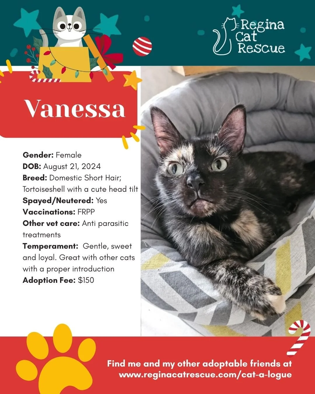 This December we are celebrating the 12 Days of CatMas. Each day adoptable cats will be featured and they will share some of their wishlist with you. ⁠
⁠
To learn more about what we need and how drop-offs work, visit the link in our bio or head to ou