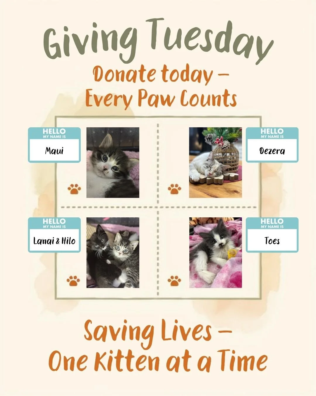On this Giving Tuesday, we are asking for your support. ⁠
⁠
At Regina Cat Rescue, we all firmly believe we have the best job - we rescue, foster, fall in love with kittens who come into our care, and find them loving homes to spend the rest of their 