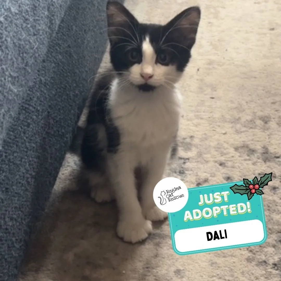 Recent Adoption Update! ✨⁠ ⁠
⁠
We are thrilled to share that 10 cats/kittens more have found their forever homes! 🏡⁠
⁠
💖⁠ 🐾 Thank you to the amazing adopters who opened their hearts and homes to these deserving cats. ⁠
⁠
💕 Every adoption means RC