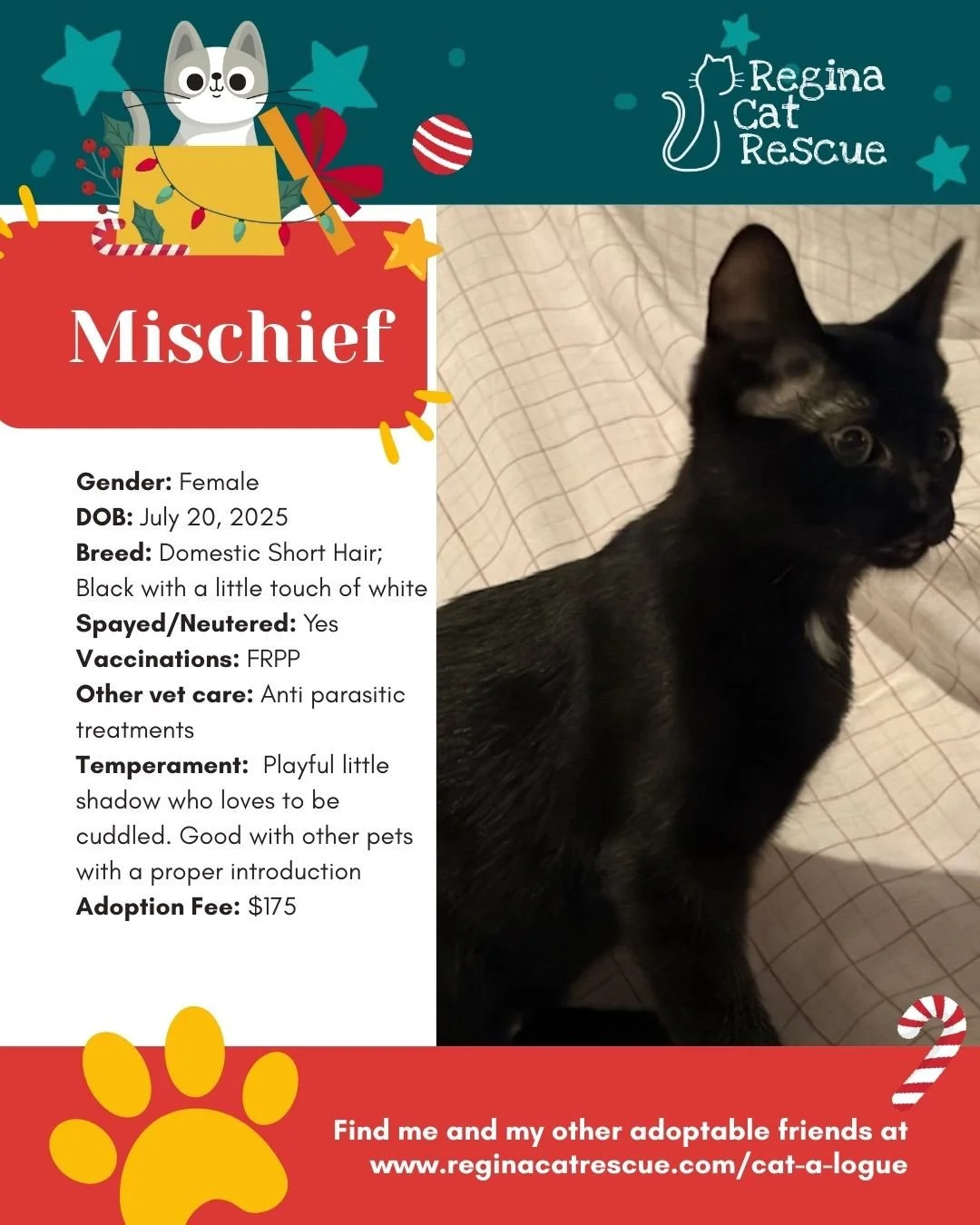 This December we are celebrating the 12 Days of CatMas. Each day adoptable cats will be featured and they will share some of their wishlist with you. ⁠
To learn more about what we need and how drop-offs work, visit the link in our bio or head to our 