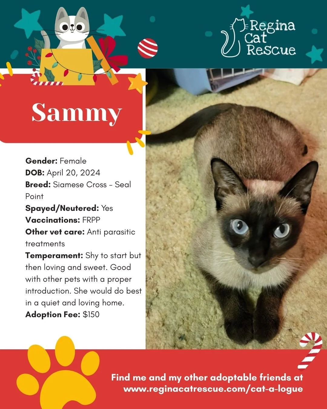 This December we are celebrating the 12 Days of CatMas. Each day adoptable cats will be featured and they will share some of their wishlist with you. ⁠To learn where you can drop off their wish list items, visit the link in our bio or head to our web