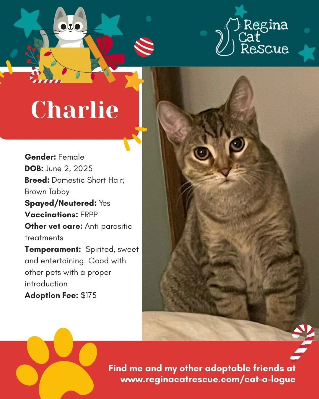 This December we are celebrating the 12 Days of CatMas. Each day adoptable cats will be featured and they will share some of their wish list with you. ⁠To learn where you can drop off their wish list items, visit the link in our bio or head to our we