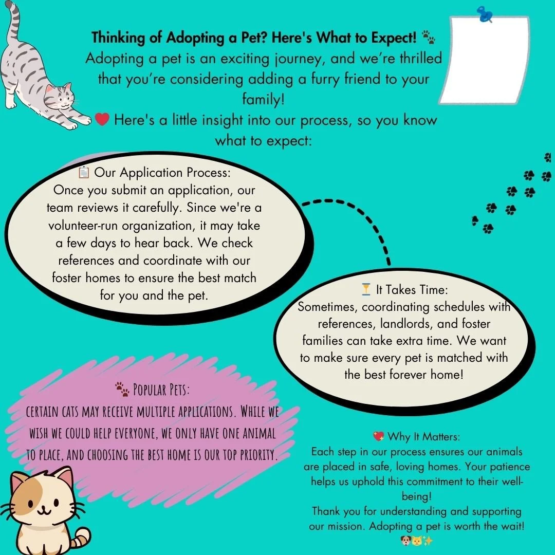 The number one way to support Regina Cat Rescue?⁠
⁠
 📣 Adoption⁠
⁠
🐾 Looking to add a bundle of joy to your life? Consider adopting a furry friend! Every cat deserves a loving home, and by choosing adoption, you&rsquo;re not just gaining a companio