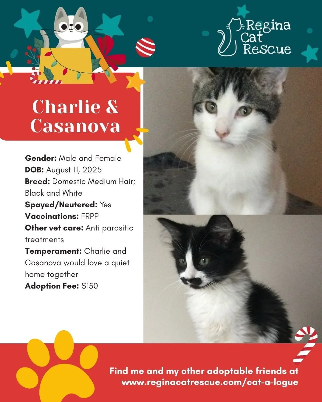As the season slows down and hearts grow warmer, the simple act of adoption, can change everything for a rescue cat waiting for their forever home.⁠
⁠
Double the love, double the charm! Charlie &amp; Casanova are a sweet bonded pair looking for a qui