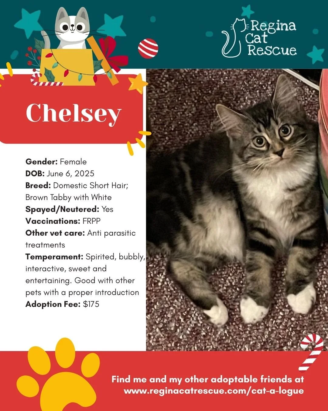 Although the 12 Days of CatMas has wrapped up, our foster cats still rely on ongoing support. If you're feeling generous after the holidays, we gladly welcome donations of cat supplies. Items can be dropped off at our foster supply location. To learn