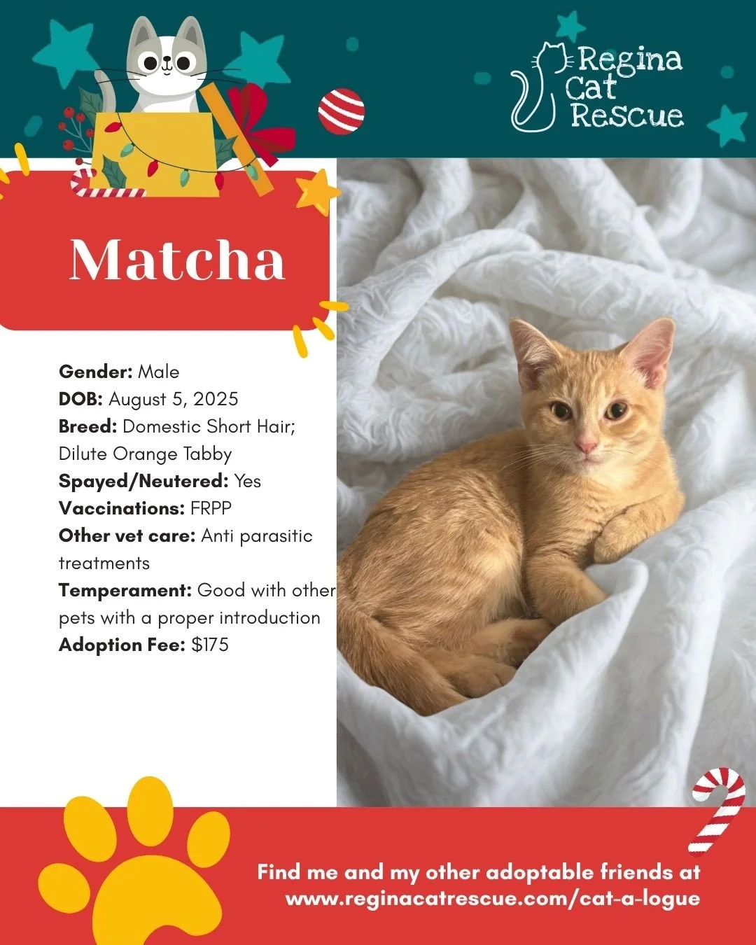 As the season slows down and hearts grow warmer, one simple act, adoption, can change everything for a rescue cat waiting for their forever home.⁠
⁠
Meet Matcha, a handsome orange tabby with a calm soul and a gentle heart. He does wonderfully with ot