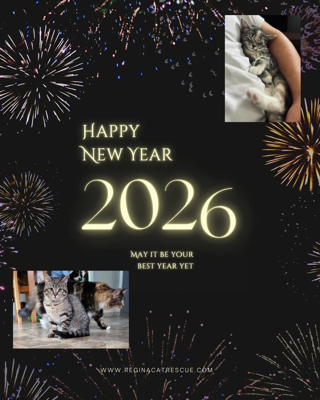 ✨️Regina Cat Rescue Board of Directors, Volunteers, and Operations Manager extends their heartfelt gratitude to each and every supporter so we can continue the crucial work we do each day. ✨️⁠
⁠
✨️ On behalf of all of us, Happy New Year and may 2026 