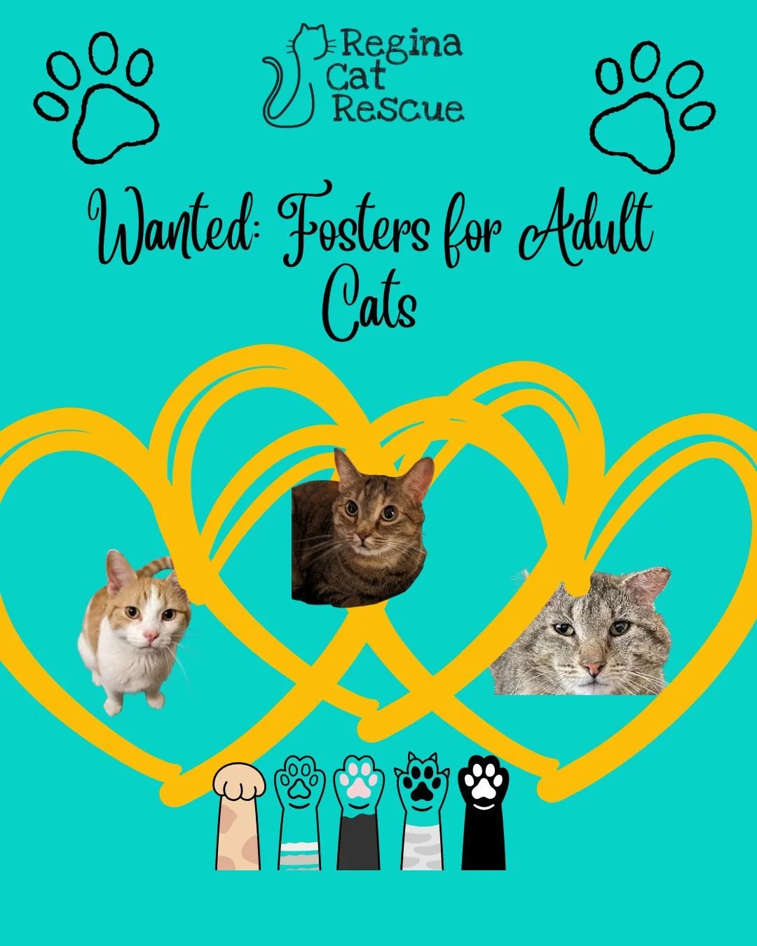 🐾 CALL FOR FOSTERS: ADULT CATS NEED A HOME 🐾⁠
⁠
At Regina Cat Rescue, about 90% of foster applications are for kittens, and we&rsquo;re so grateful for that during kitten season. 💕 But the reality is that adult cats are the ones who need us most r