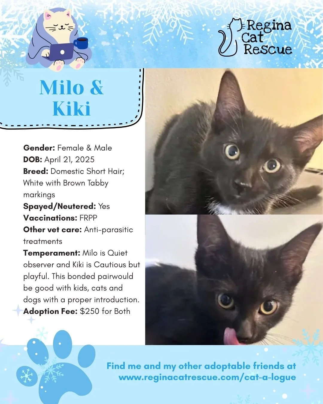 Hi, we are Milo &amp; Kiki. This January we are feeling the frost - and what better way to warm up then with a cat! To help you warm up, head over to the link in our bio or https://www.reginacatrescue.com to check out me and my other friends. ⁠
At Re