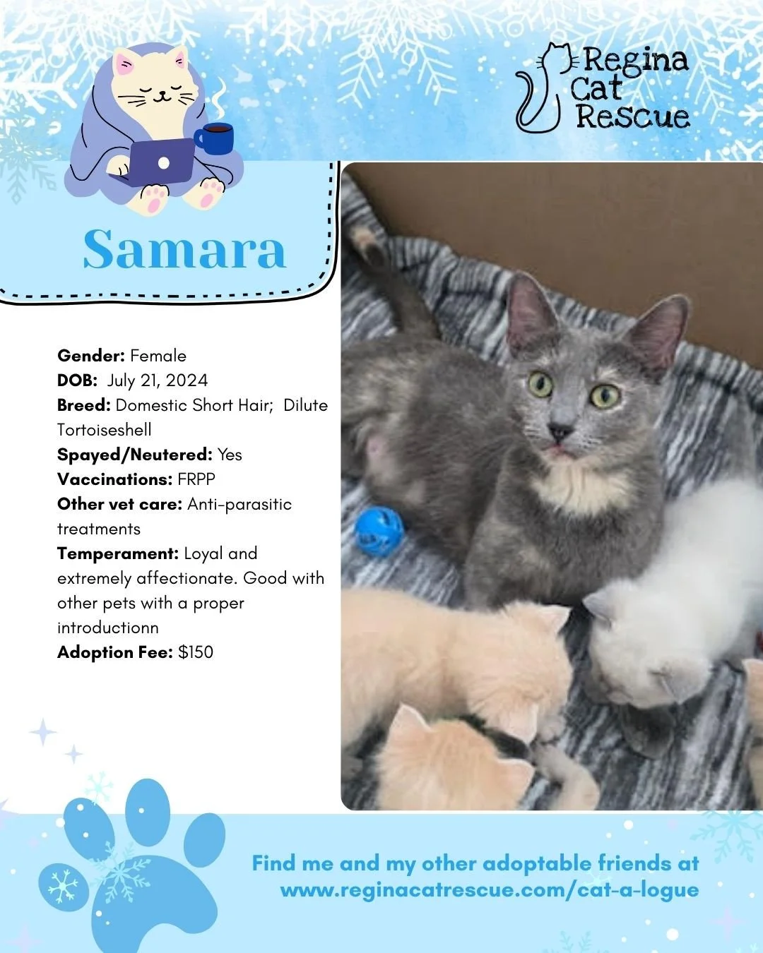 Hi, I'm Samara. This January we are feeling the frost - and what better way to warm up than with a cat! To help you warm up, head over to the link in our bio or https://www.reginacatrescue.com to check out me and my other friends. ⁠
At Regina Cat Res