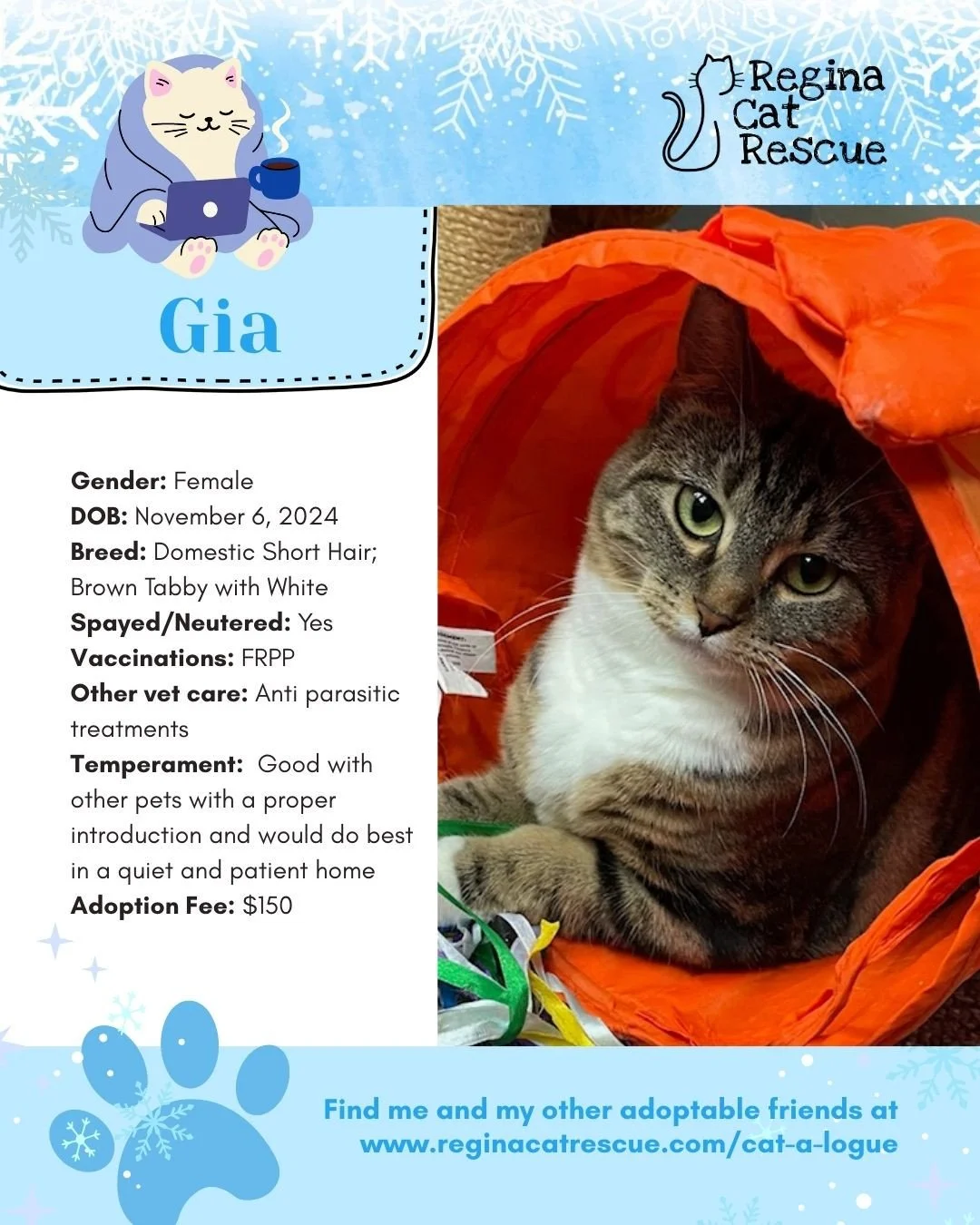 Hi, I'm Gia. This January we are feeling the frost - and what better way to warm up than with a cat! To help you warm up, head over to the link in our bio or https://www.reginacatrescue.com to check out me and my other friends. ⁠
⁠
At Regina Cat Resc