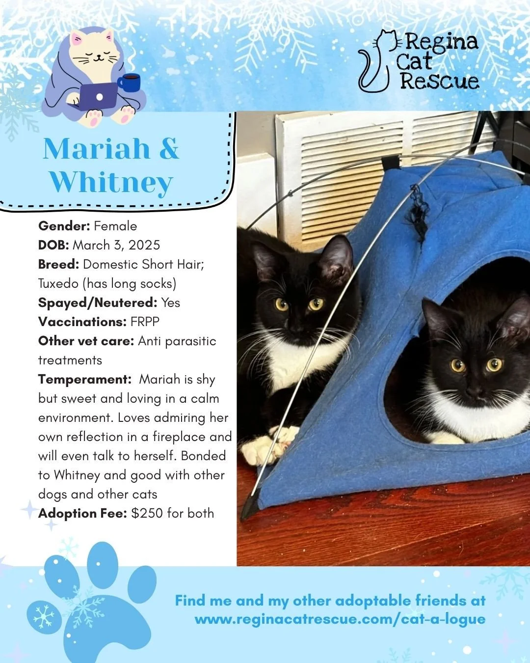 Hi, we are Mariah &amp; Whitney. This January we are feeling the frost - and what better way to warm up than with a cat! To help you warm up, head over to the link in our bio or https://www.reginacatrescue.com to check out me and my other friends. ⁠
