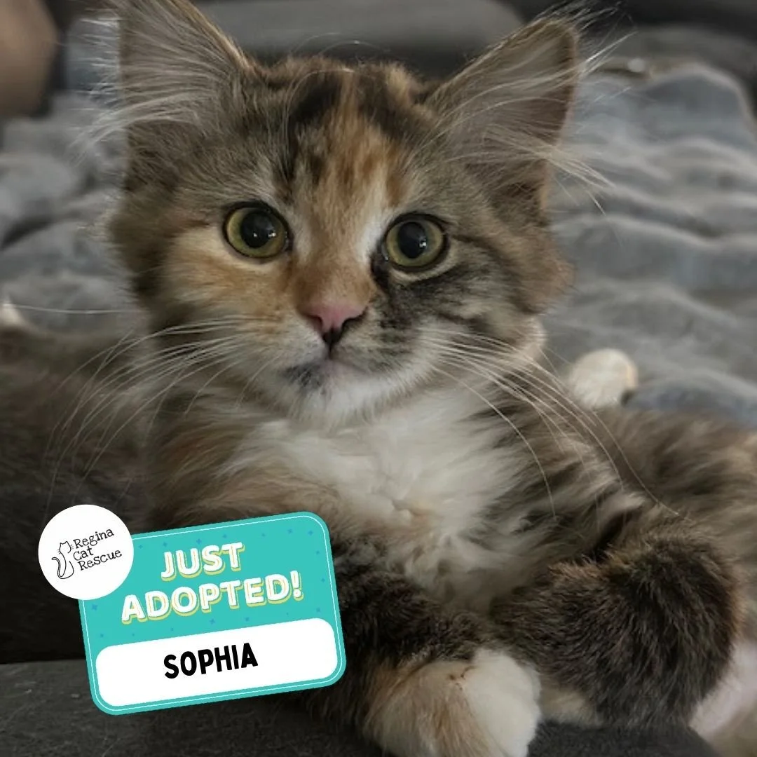 Recent Adoption Update! ✨⁠ ⁠
⁠
We are thrilled to share that 9 more cats/kittens have found their forever homes! 🏡⁠
⁠
💖⁠ 🐾 Thank you to the amazing adopters who opened their hearts and homes to these deserving cats. ⁠
⁠
💕 Every adoption means RCR