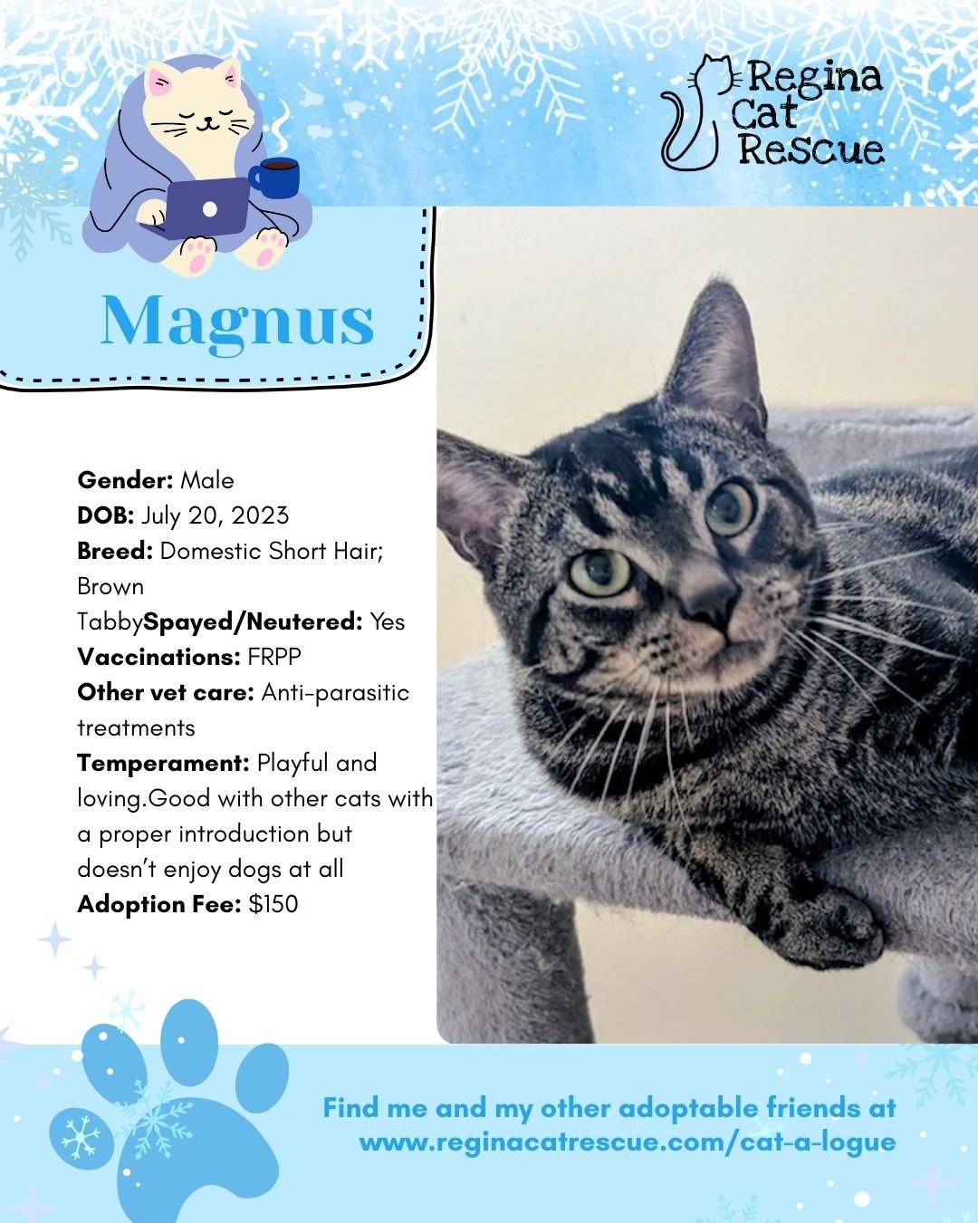 Hi, I'm Magnus. This January we are feeling the frost - and what better way to warm up than with a cat! To help you warm up, head over to the link in our bio or https://www.reginacatrescue.com to check out me and my other friends. ⁠
⁠
At Regina Cat R