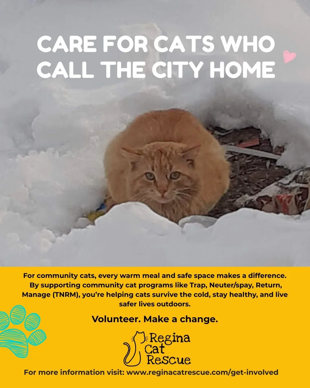 Community cats live outdoors year-round, relying on compassion through feeding programs, warm shelters, and TNR (Trap-Neuter-Return) efforts to stay safe and healthy. Every bowl of food, every volunteer visit, and every moment of care helps them surv