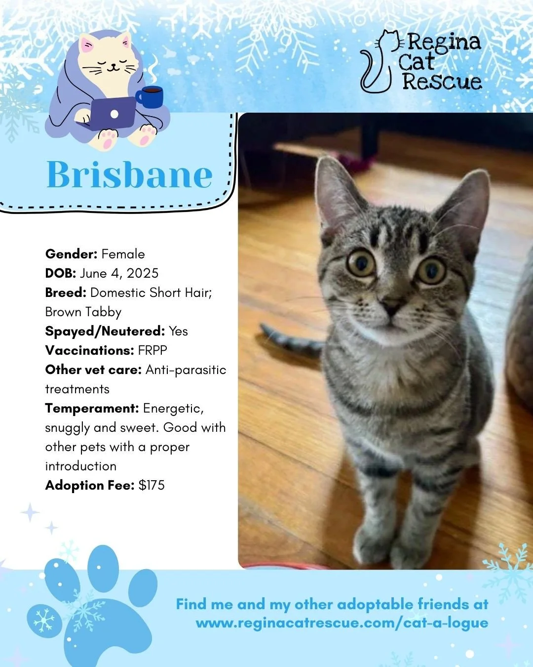 Hi, I'm Brisbane. This January we are feeling the frost - and what better way to warm up than with a cat! To help you warm up, head over to the link in our bio or https://www.reginacatrescue.com to check out me and my other friends. ⁠
At Regina Cat R