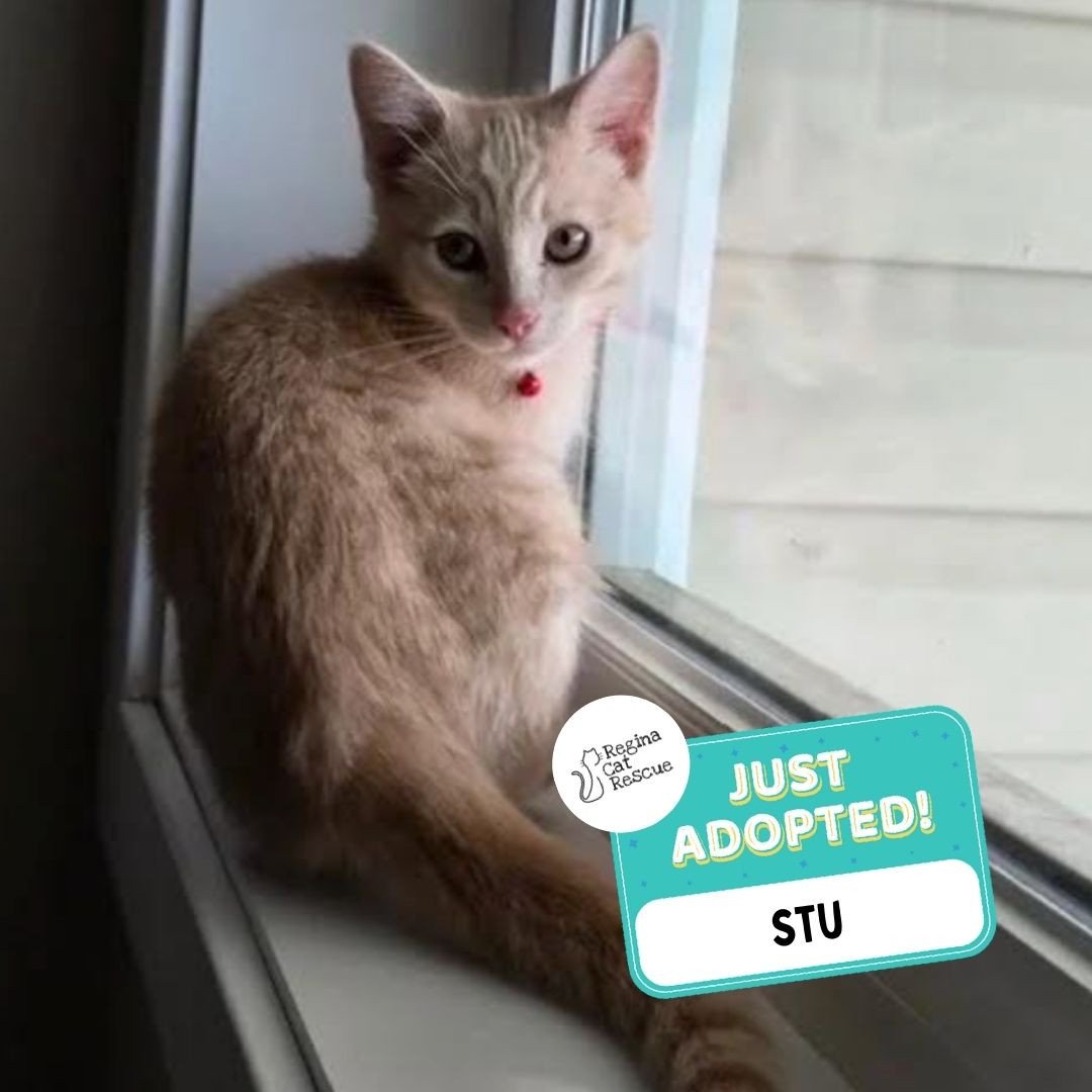 Recent Adoption Update! ✨⁠ ⁠
⁠
We are thrilled to share that 9 more cats/kittens have found their forever homes! 🏡⁠
⁠
💖⁠ 🐾 Thank you to the amazing adopters who opened their hearts and homes to these deserving cats. ⁠
⁠
💕 Every adoption means RCR