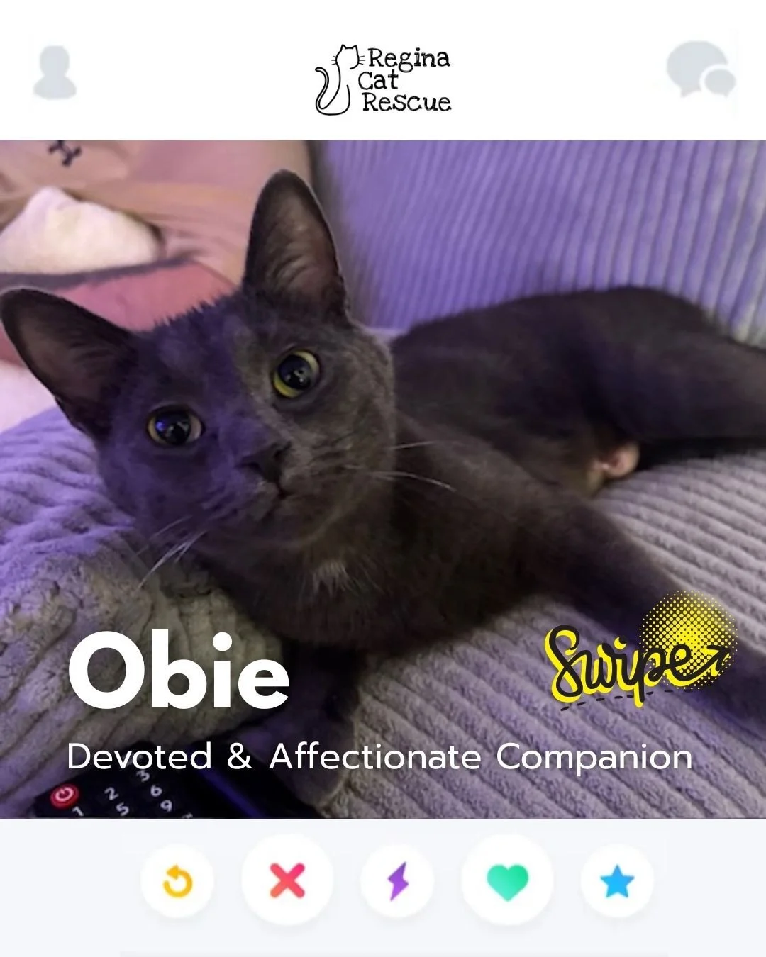 This February, Regina Cat Rescue is inviting you to Swipe Left to see another cat or Swipe Right to adopt! ⁠
To find your PURRFECT match, head over to the link in our bio or https://www.reginacatrescue.com to check out me and my other friends. ⁠
⁠
Hi