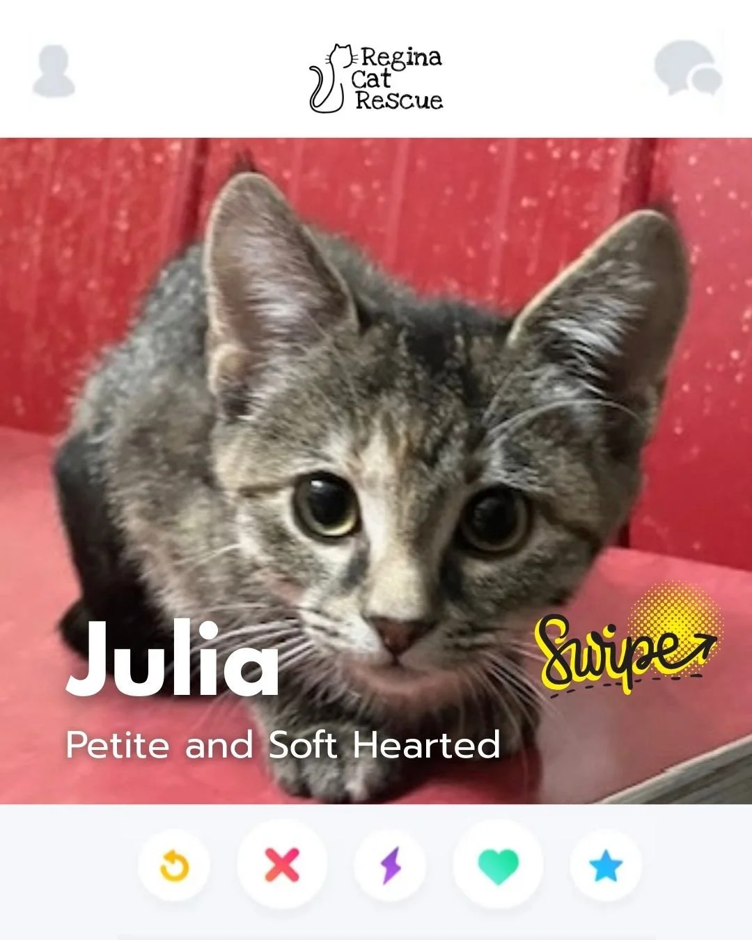 This February, Regina Cat Rescue is inviting you to Swipe Left to see another cat or Swipe Right to adopt! ⁠
To find your PURRFECT match, head over to the link in our bio or https://www.reginacatrescue.com to check out me and my other friends. ⁠
⁠
Hi