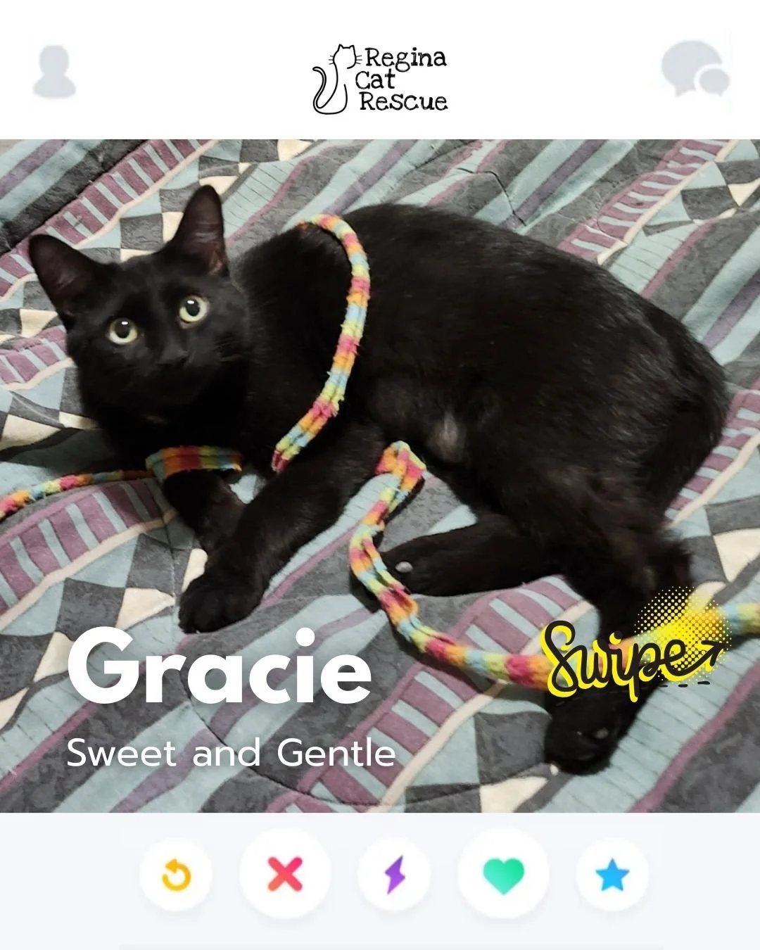 This February, Regina Cat Rescue is inviting you to Swipe Left to see another cat or Swipe Right to adopt! ⁠
To find your PURRFECT match, head over to the link in our bio or https://www.reginacatrescue.com to check out me and my other friends. ⁠
⁠
Hi