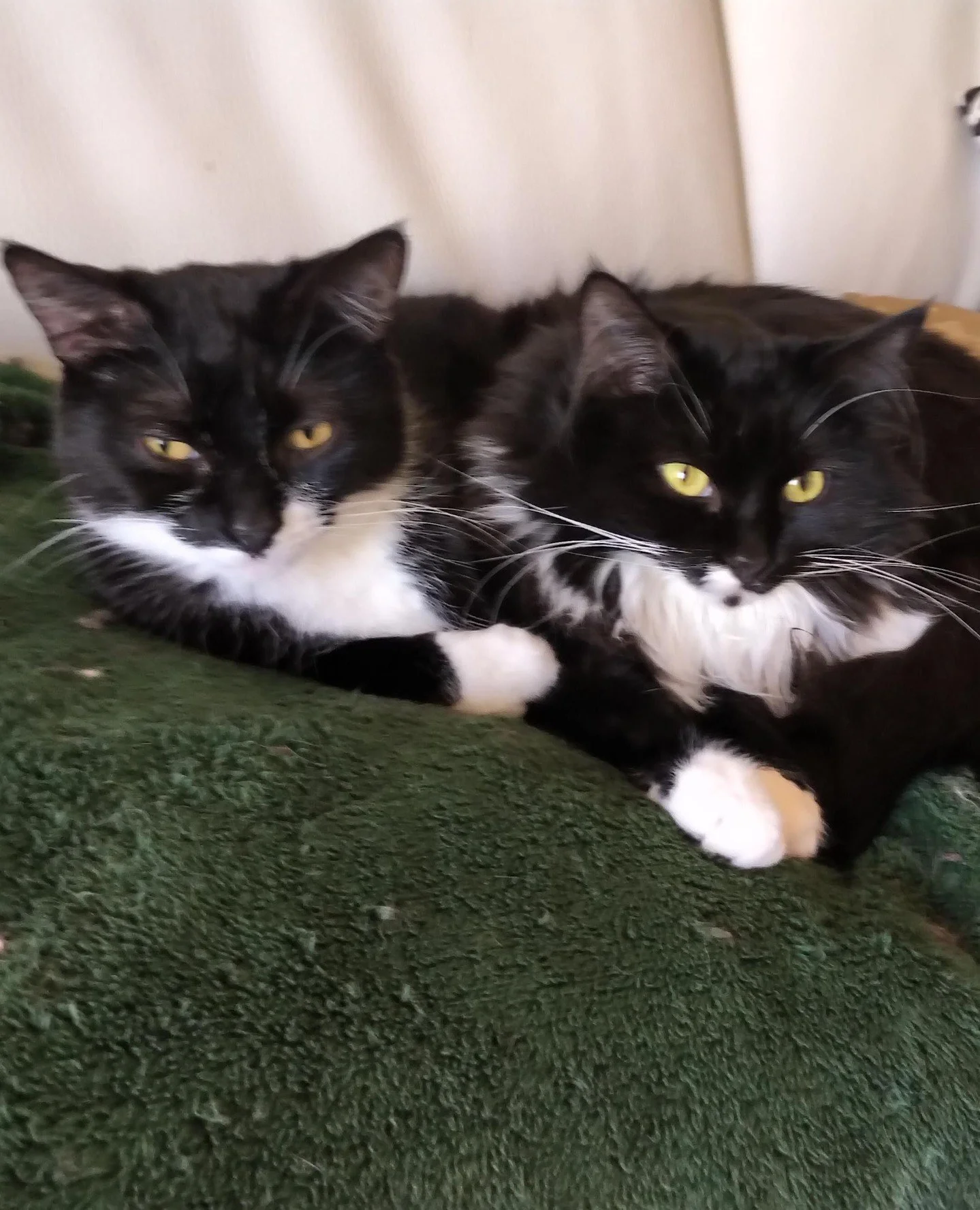 Dutch and Ace - now Duchess (fluffy) and Max  were adopted in 2022⁠
⁠
I had a beautiful handsome tuxedo that I called Sharky. He was 6 years old when I got him from the Humane Society. He lived a good long life until the very sad day came when I had 