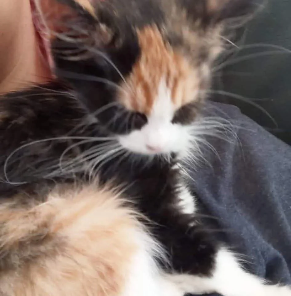 Today's special post goes to Lavender - Rest In Peace. ⁠🐾⁠
⁠
At Regina Cat Rescue we value the lives of your loved ones - furry and human and appreciate the ongoing support and ability to do so through in memoriam posts, such as this and through our