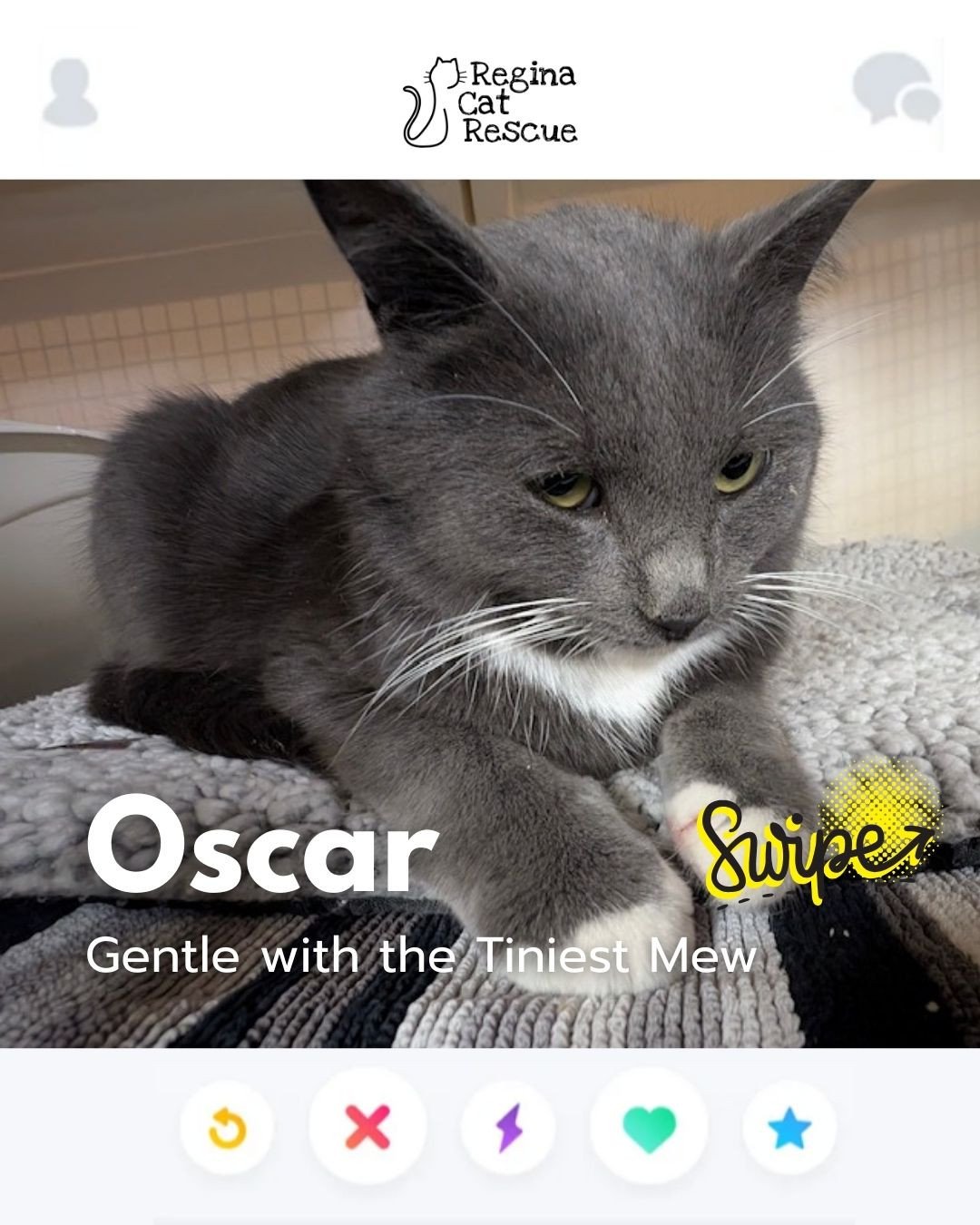 This February, Regina Cat Rescue is inviting you to Swipe Left to see another cat or Swipe Right to adopt! ⁠
To find your PURRFECT match, head over to the link in our bio or https://www.reginacatrescue.com to check out me and my other friends. ⁠
⁠
Hi