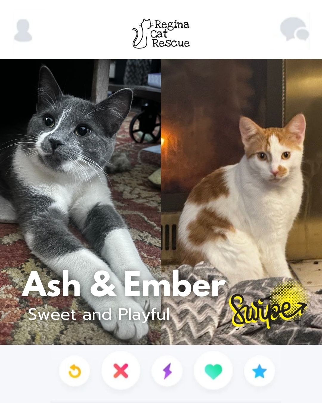 This February, Regina Cat Rescue is inviting you to Swipe Left to see another cat or Swipe Right to adopt! ⁠
To find your PURRFECT match, head over to the link in our bio or https://www.reginacatrescue.com to check out me and my other friends. ⁠
⁠
Hi