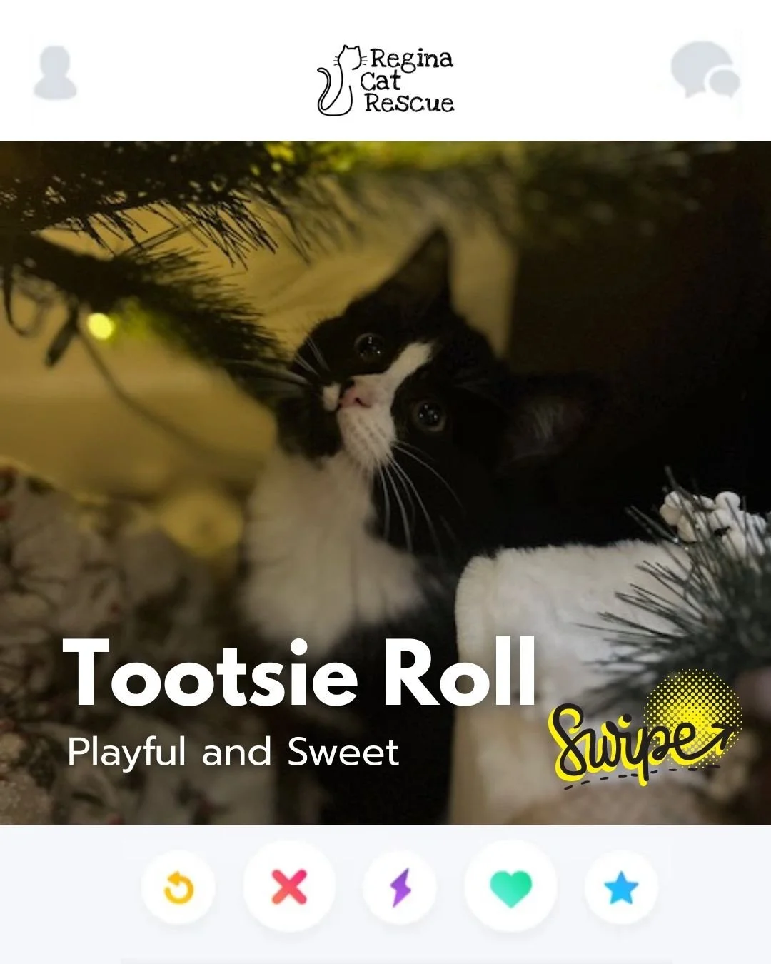 This February, Regina Cat Rescue is inviting you to Swipe Left to see another cat or Swipe Right to adopt! ⁠
To find your PURRFECT match, head over to the link in our bio or https://www.reginacatrescue.com to check out me and my other friends. ⁠
⁠
Hi