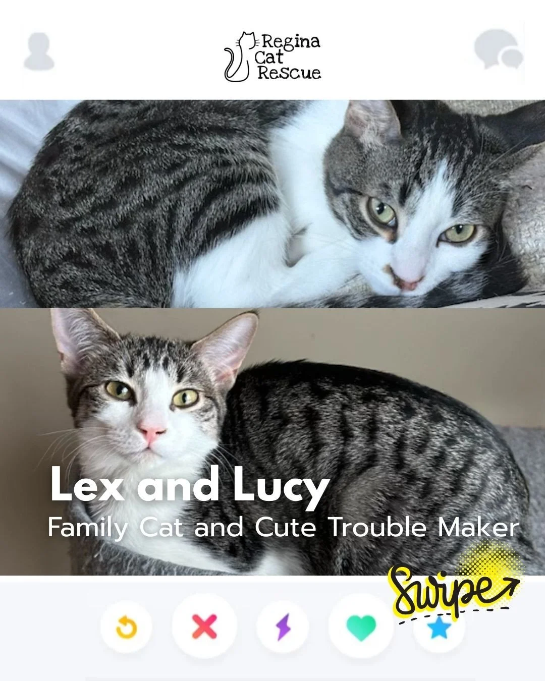 This February, Regina Cat Rescue is inviting you to Swipe Left to see another cat or Swipe Right to adopt! ⁠
To find your PURRFECT match, head over to the link in our bio or https://www.reginacatrescue.com to check out me and my other friends. ⁠
⁠
Hi