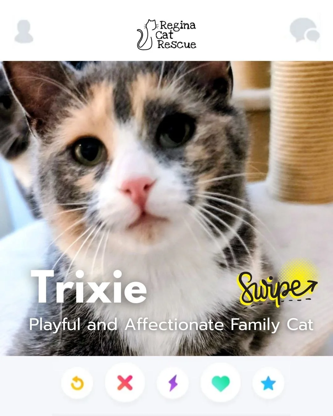 This February, Regina Cat Rescue is inviting you to Swipe Left to see another cat or Swipe Right to adopt! ⁠
To find your PURRFECT match, head over to the link in our bio or https://www.reginacatrescue.com to check out my other friends and me.⁠
⁠
Hi 