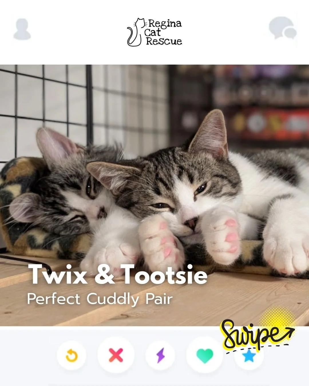 This February, Regina Cat Rescue is inviting you to Swipe Left to see another cat or Swipe Right to adopt! ⁠
To find your PURRFECT match, head over to the link in our bio or https://www.reginacatrescue.com to check out me and my other friends. ⁠
⁠
Hi