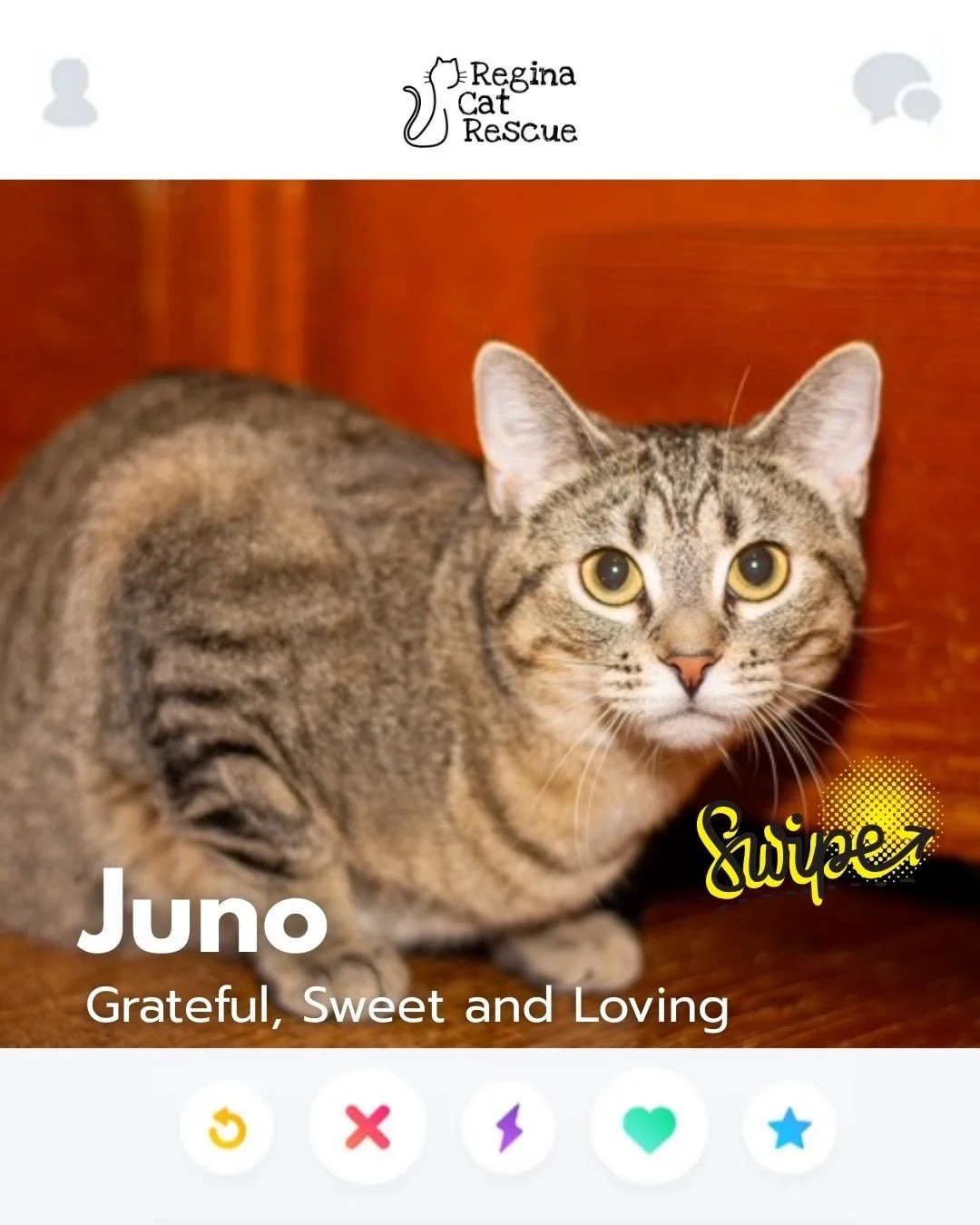 This February, Regina Cat Rescue is inviting you to Swipe Left to see another cat or Swipe Right to adopt! ⁠
To find your PURRFECT match, head over to the link in our bio or https://www.reginacatrescue.com to check out me and my other friends. ⁠
⁠
Hi