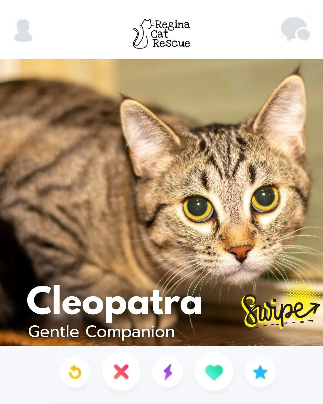 This February, Regina Cat Rescue is inviting you to Swipe Left to see another cat or Swipe Right to adopt! ⁠
To find your PURRFECT match, head over to the link in our bio or https://www.reginacatrescue.com to check out me and my other friends. ⁠
⁠
Hi