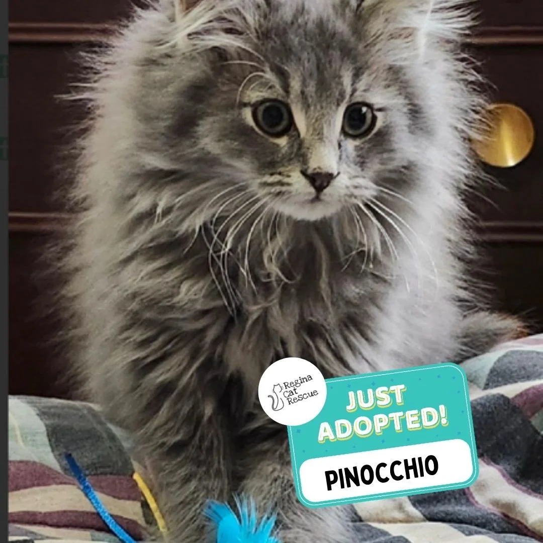 Recent Adoption Update! ✨⁠ ⁠
⁠
We are thrilled to share that 5 more cats/kittens have found their forever homes! 🏡⁠
⁠
💖⁠ 🐾 Thank you to the amazing adopters who opened their hearts and homes to these deserving cats. ⁠
⁠
💕 Every adoption means RCR