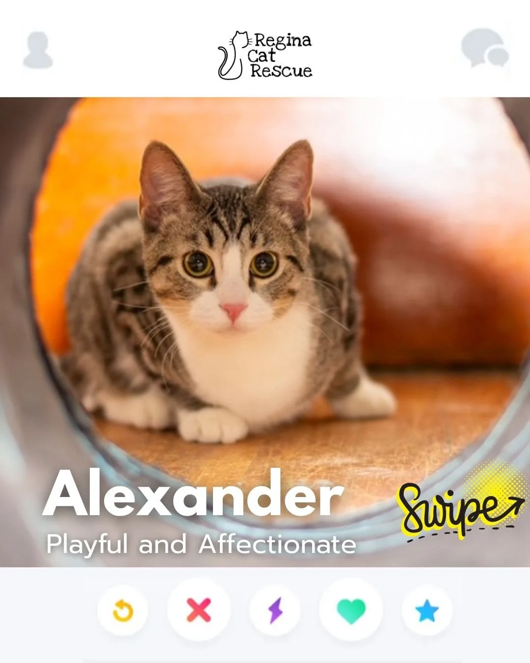 This February, Regina Cat Rescue is inviting you to Swipe Left to see another cat or Swipe Right to adopt! ⁠
To find your PURRFECT match, head over to the link in our bio or https://www.reginacatrescue.com to check out me and my other friends. ⁠
⁠
Hi