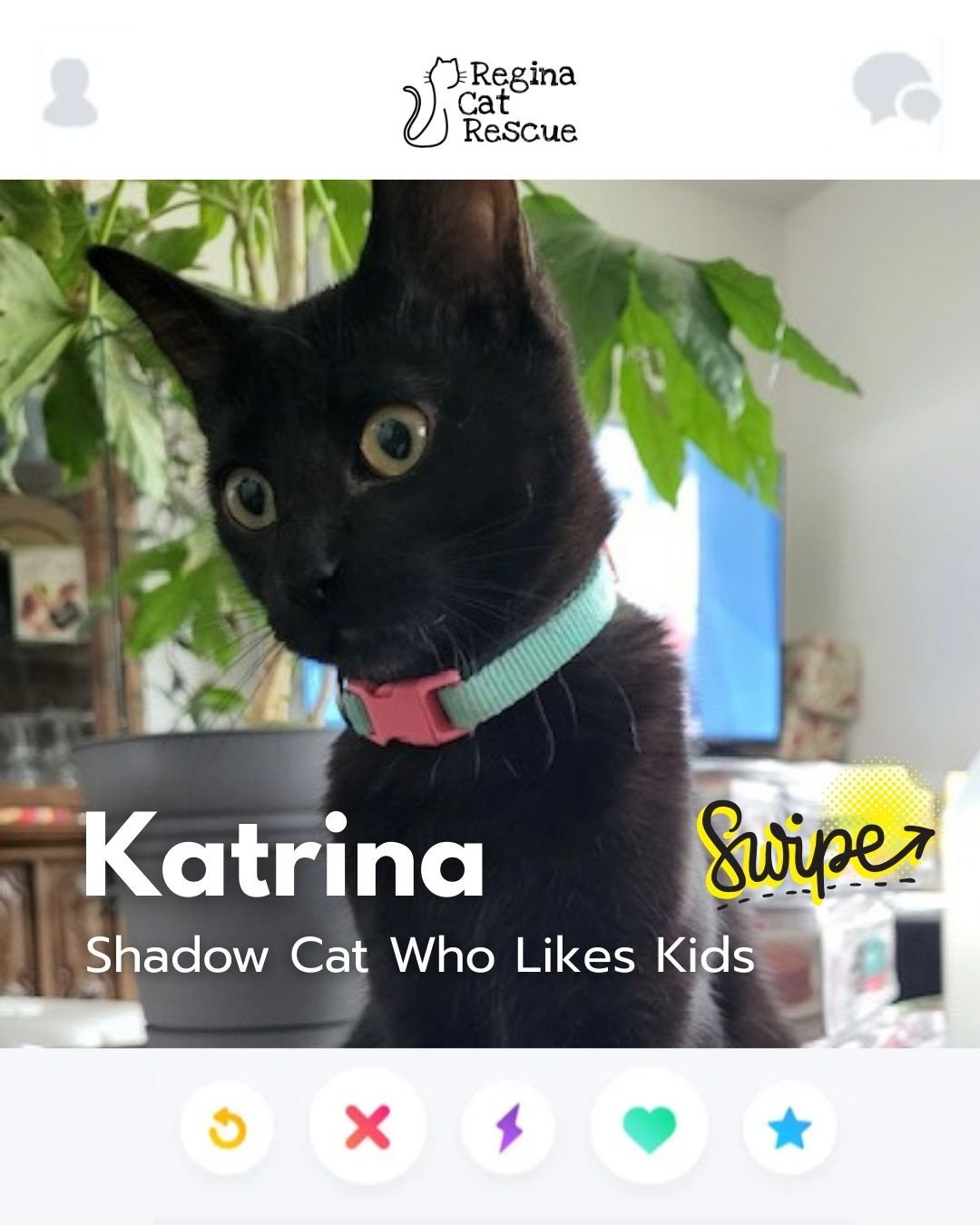 This February, Regina Cat Rescue is inviting you to Swipe Left to see another cat or Swipe Right to adopt! ⁠
To find your PURRFECT match, head over to the link in our bio or https://www.reginacatrescue.com to check out my other friends and me.⁠
⁠
Hi 