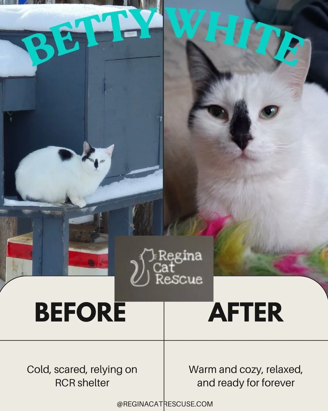 😸 After a month of attempting to track and reunite her with her owner, Betty White, was finally brought into Regina Cat Rescue's care - making her the first rescue story of 2026. 🐾⁠
⁠
In December, this white and black cat appeared at a colony, voca