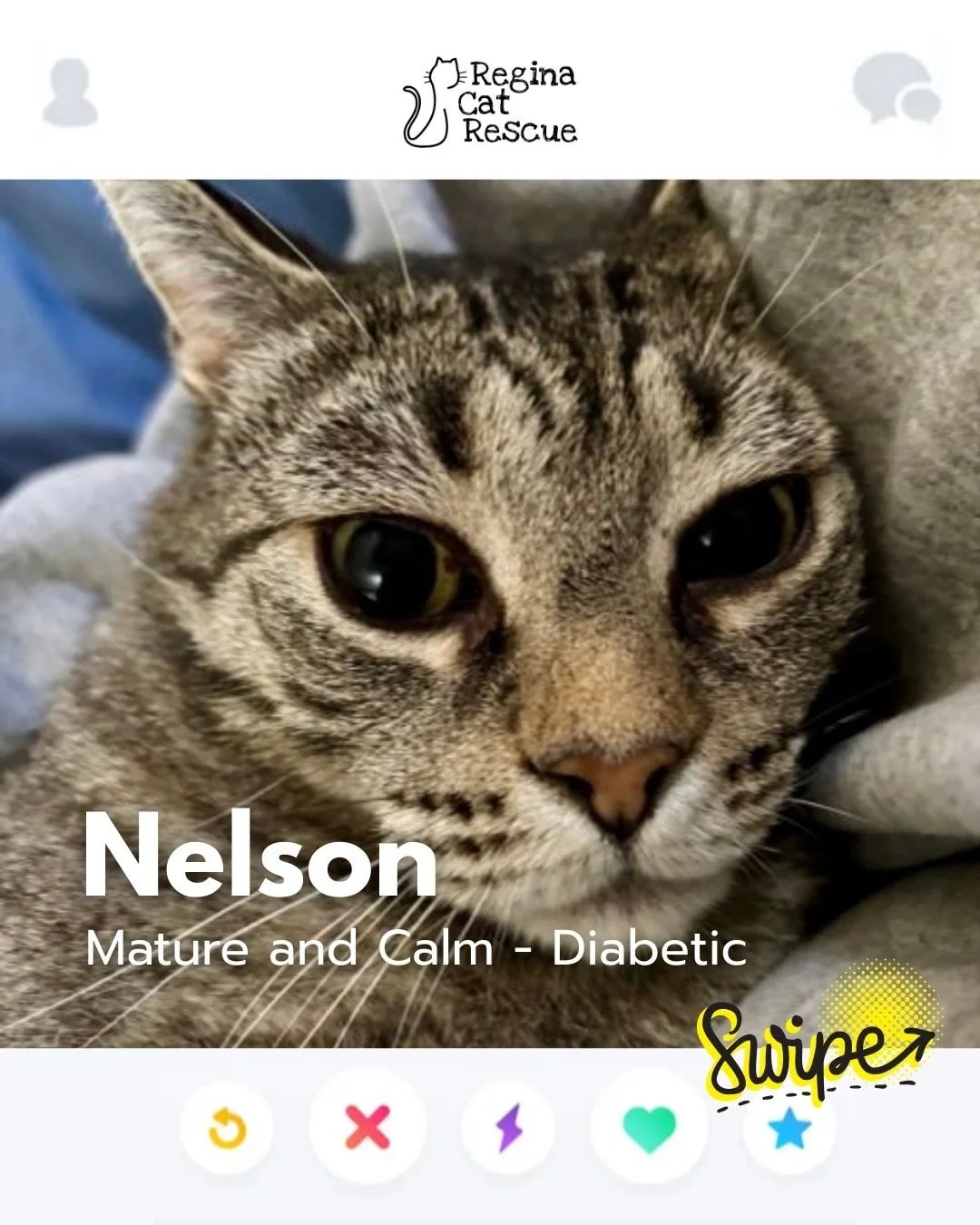 This February, Regina Cat Rescue is inviting you to Swipe Left to see another cat or Swipe Right to adopt! ⁠
To find your PURRFECT match, head over to the link in our bio or https://www.reginacatrescue.com to check out my other friends and me. ⁠
⁠
Hi
