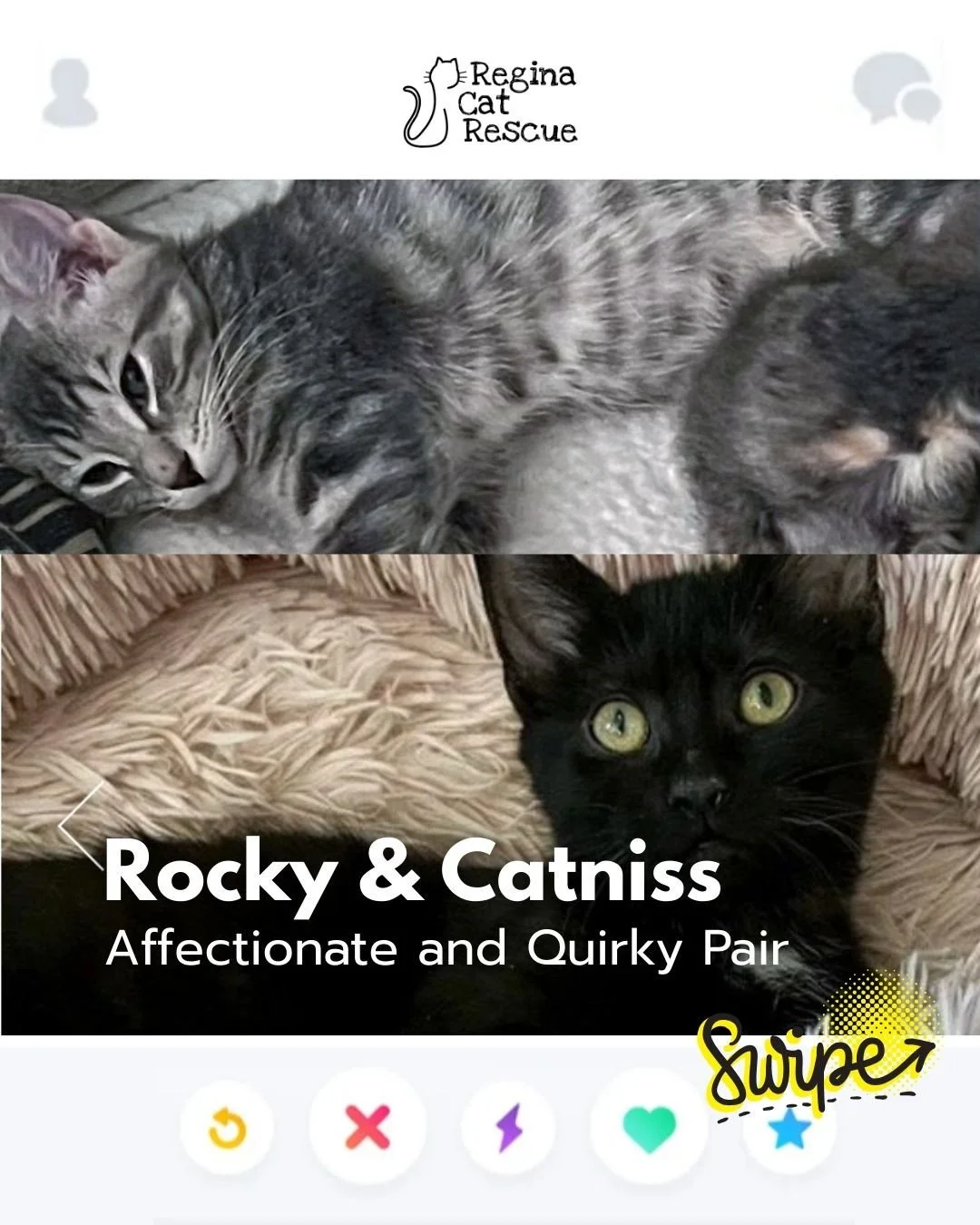 This February, Regina Cat Rescue is inviting you to Swipe Left to see another cat or Swipe Right to adopt! ⁠
To find your PURRFECT match, head over to the link in our bio or https://www.reginacatrescue.com to check out me and my other friends. ⁠
⁠
Ro