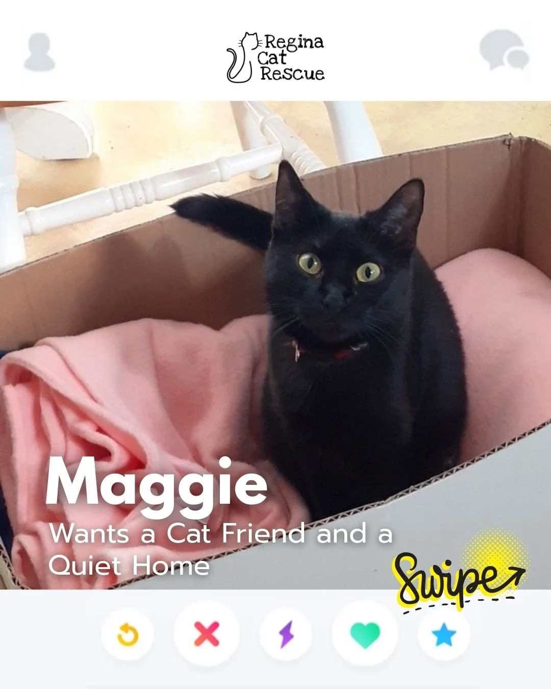 This February, Regina Cat Rescue is inviting you to Swipe Left to see another cat or Swipe Right to adopt! ⁠
To find your PURRFECT match, head over to the link in our bio or https://www.reginacatrescue.com to check out my other friends and me. ⁠
⁠
Hi