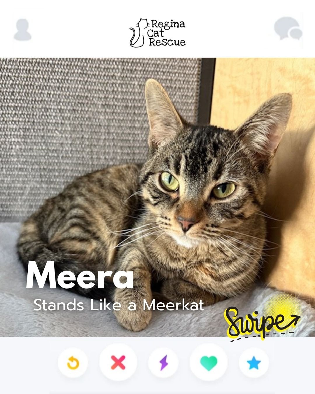 This February, Regina Cat Rescue is inviting you to Swipe Left to see another cat or Swipe Right to adopt! ⁠
To find your PURRFECT match, head over to the link in our bio or https://www.reginacatrescue.com to check out me and my other friends. ⁠
⁠
Hi