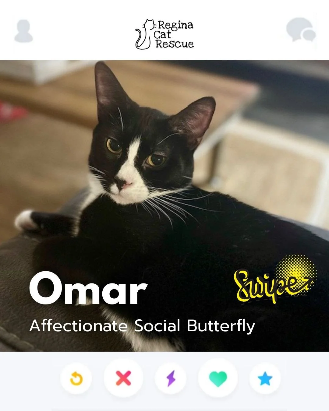 This February, Regina Cat Rescue is inviting you to Swipe Left to see another cat or Swipe Right to adopt! ⁠
To find your PURRFECT match, head over to the link in our bio or https://www.reginacatrescue.com to check out my other friends and me. ⁠
⁠
Hi