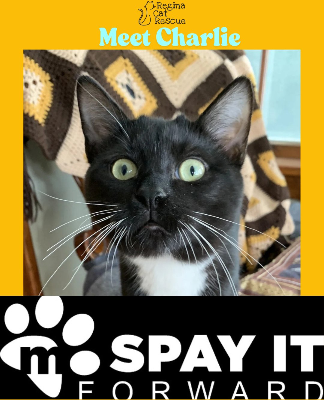 A huge thank you to @MetroPetMarket for Spaying It Forward! This month, Metro paid for Charlies neuter surgery as part of their ongoing mission to foster responsible pet guardianship. ⁠
⁠
Charlie is the fearless pack leader, the kind of cat who belie