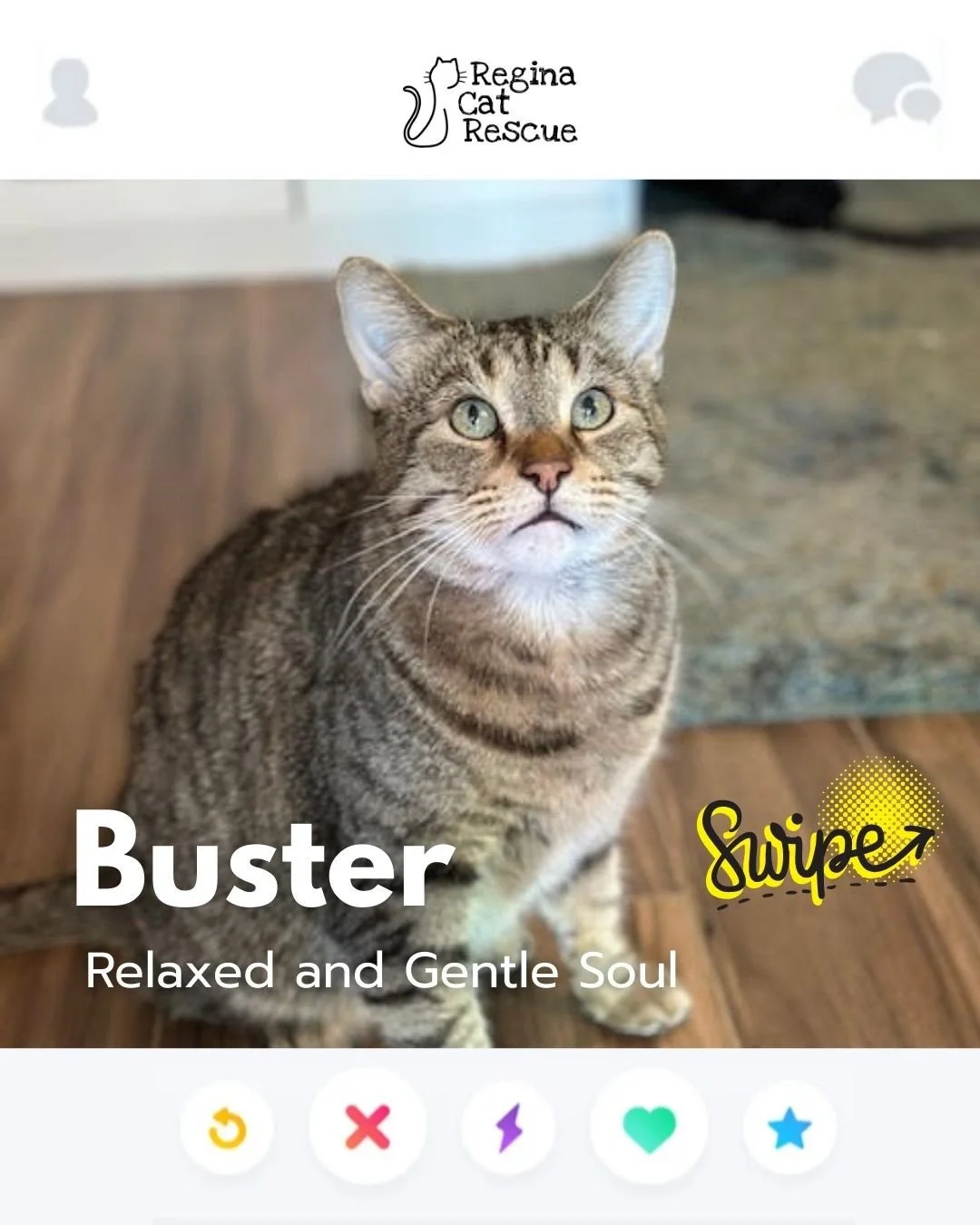 This February, Regina Cat Rescue is inviting you to Swipe Left to see another cat or Swipe Right to adopt! ⁠
To find your PURRFECT match, head over to the link in our bio or https://www.reginacatrescue.com to check out me and my other friends. ⁠
⁠
Hi