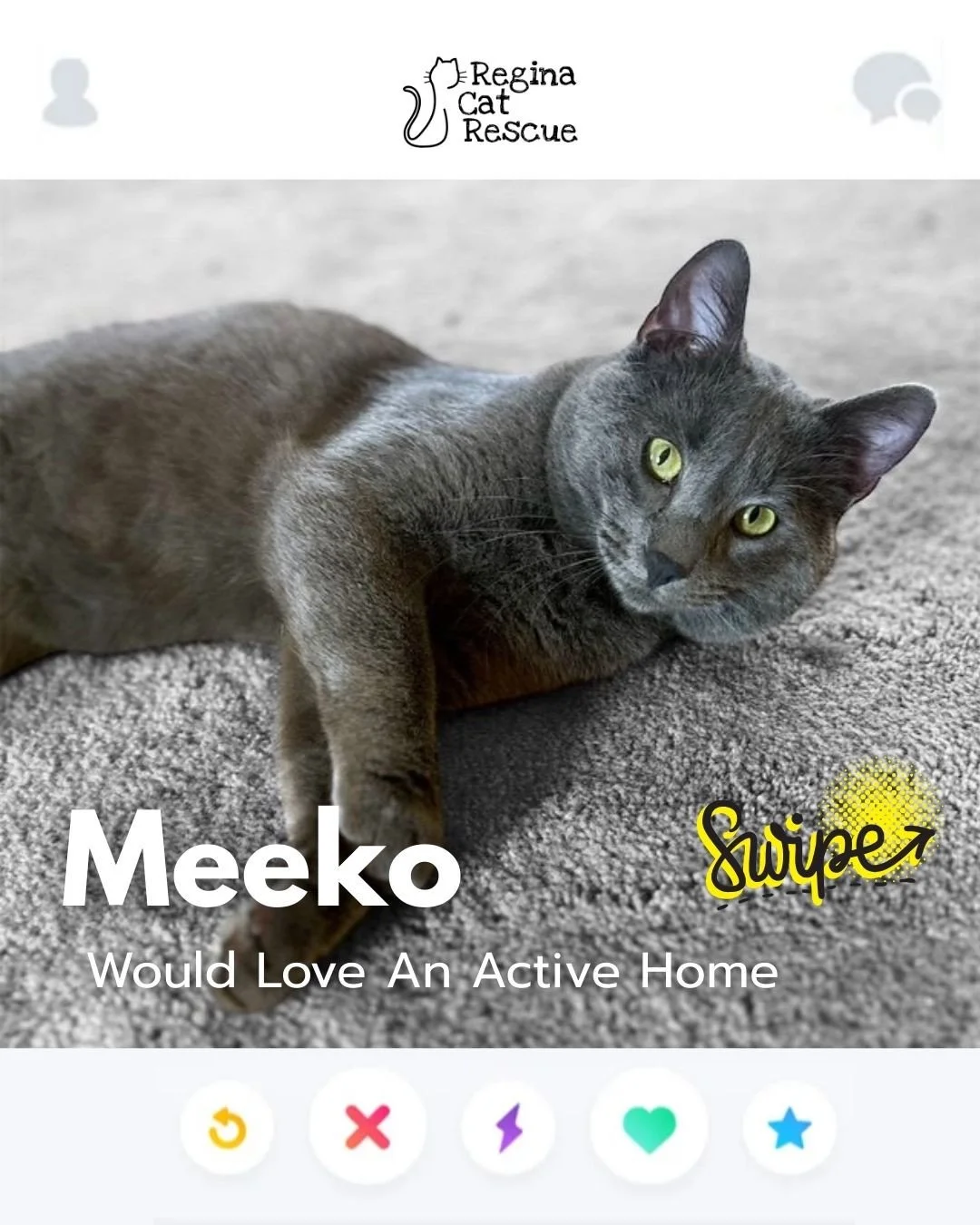 This February, Regina Cat Rescue is inviting you to Swipe Left to see another cat or Swipe Right to adopt! ⁠
To find your PURRFECT match, head over to the link in our bio or https://www.reginacatrescue.com to check out my other friends and me. ⁠
⁠
Hi