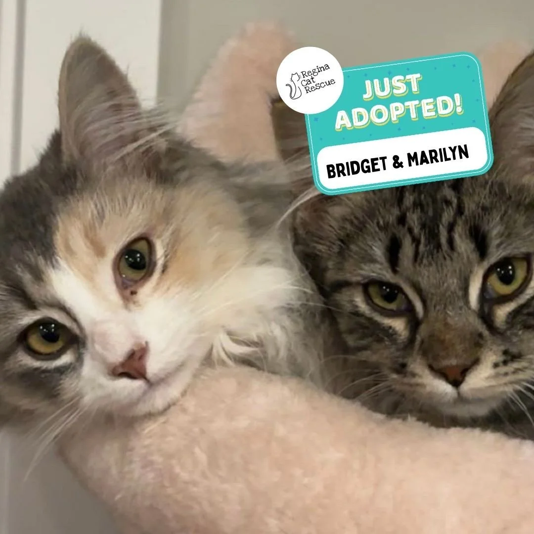 Recent Adoption Update! ✨⁠ ⁠
⁠
We are thrilled to share that 9 more cats/kittens have found their forever homes! 🏡⁠
⁠
💖⁠ 🐾 Thank you to the amazing adopters who opened their hearts and homes to these deserving cats. ⁠
⁠
💕 Every adoption means RCR