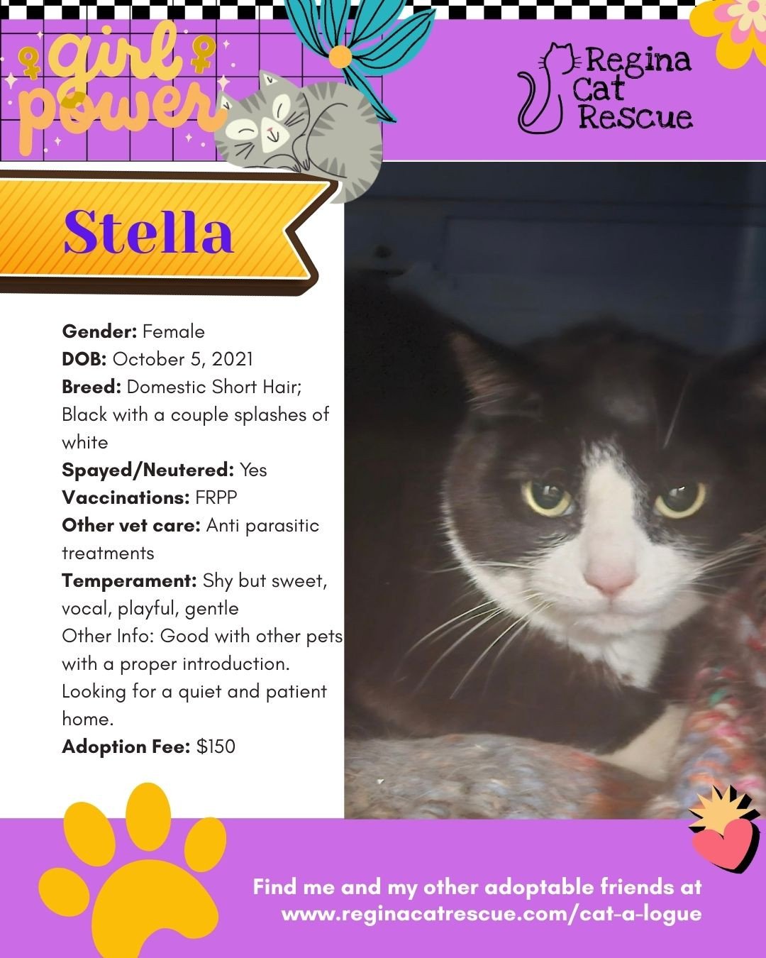 March is the month to celebrate strong, resilient, history making women, and at Regina Cat Rescue, we are celebrating some powerful ladies of our own. 🐾✨ ⁠
From fearless mamas who raised their kittens on the streets to independent queens who rule th