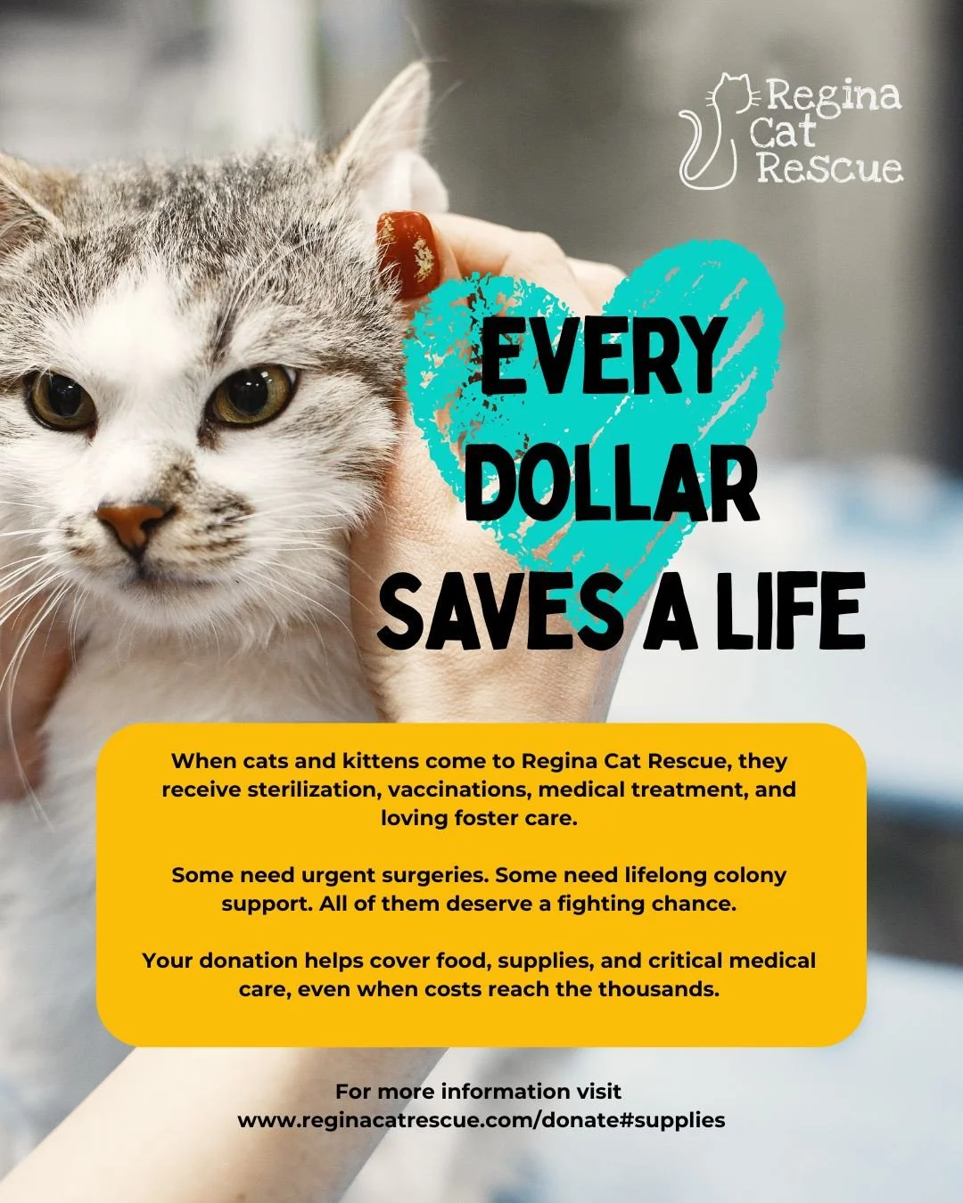 Every cat who comes through our doors deserves care, comfort, and a real chance at life.⁠
⁠
From sterilisations and vaccinations to emergency surgeries and daily colony care your donation helps us say yes when they need us most. Find out more on http